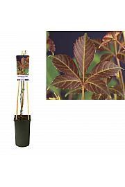 Parthenocissus quinquefolia Henryana C2.5 Lit. 40-60 cm