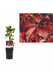Parthenocissus quinquefolia Engelmannii C1 Lit. 20-30 cm