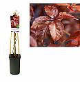 Parthenocissus quinquefolia C2,5 Lit. 40-60 cm