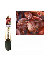 Parthenocissus quinquefolia C2.5 Lit. 40-60 cm