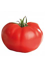 Rajčica SUPER STEAK F1 Ø10.5