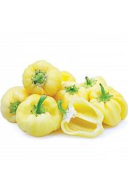 Papar Snjeguljica Ø10.5