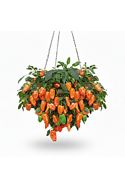 Paprika from Heaven Orange Ø10,5