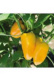 Paprika Snackly žuta Ø10.5