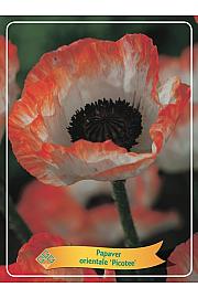 Papaver orientale Picotee Ø11
