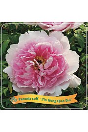 Paeonia suffruticosa Yin Hong Qiao Dui C5 Lit.