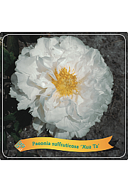 Paeonia suffruticosa Xue Ta C5 Lit.