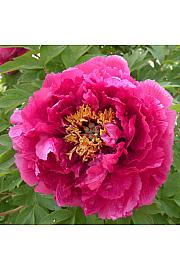 Paeonia suffruticosa Wu Long Peng Sheng C5 Lit.