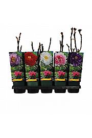 Paeonia suffruticosa mix Ø12