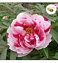Paeonia suffruticosa mix Ø12