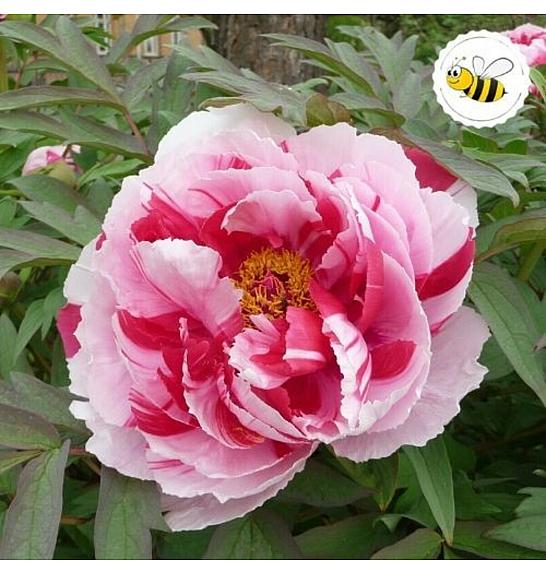 Paeonia suffruticosa mix Ø12