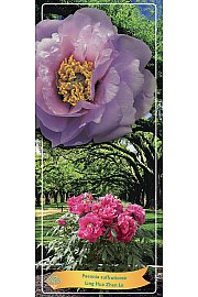 Paeonia suffruticosa Ling Hua Zhan Lu Ø12