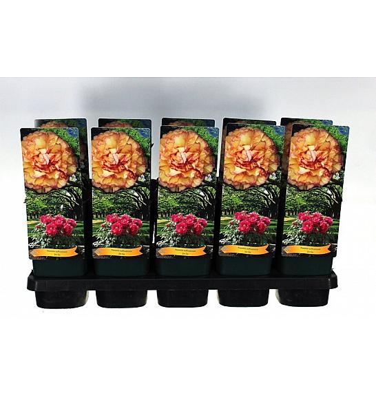 Paeonia suffruticosa Jin Ge Ø12