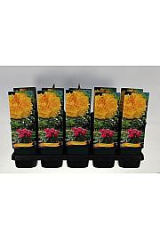 Paeonia suffruticosa Hai Huang Ø12