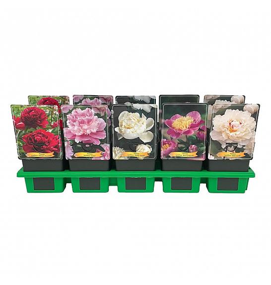 Paeonia lactiflora mix Ø11