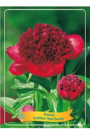 Paeonia lactiflora Red Charm Ø11