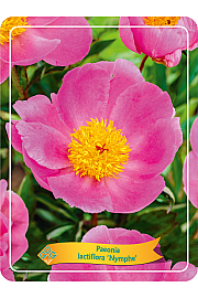 Paeonia lactiflora Nymphe Ø11