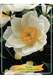 Paeonia lactiflora Krinkled White Ø11