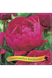 Paeonia lactiflora Karl Rosenfield C5 Lit.