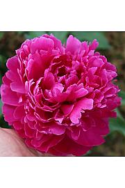 Paeonia lactiflora Fiona Ø11