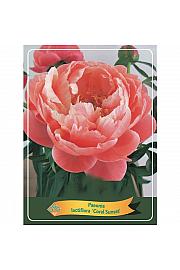 Paeonia lactiflora Coral Sunset Ø11