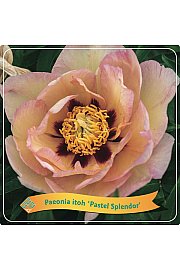 Paeonia itoh Pastel Splendor C5 Lit.