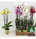 Phalaenopsis Classic Ø12 Mix; 3 stabljike