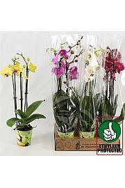 Phalaenopsis Classic Ø12 Mix; 3 stabljike