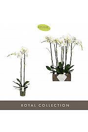 Phalaenopsis Ø15 White; 2 Stebli; 100 cm