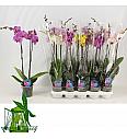 Phalaenopsis Classic Ø12 Mix; 2 stabljike