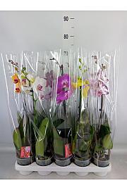 Phalaenopsis Ø12 Mix; 1 stabljika
