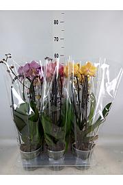 Phalaenopsis Ø12 Cascade Mix; 2 stabljike
