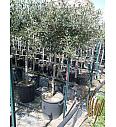 Olea europea Ø35 175-200 cm Na Steblu 120 cm
