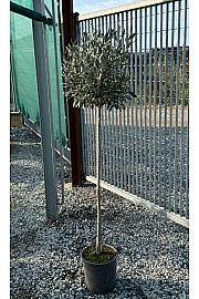 Olea europea Ø24 140-160 cm Na steblu 100 cm