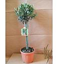 Olea europea Ø18 Na Steblu 40 cm