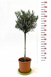 Olea europea Ø20 60-80 cm Na steblu 40 cm
