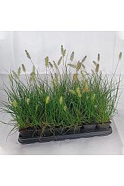 Pennisetum alop. Mali zeko Ø 9