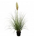 Cortaderia selloana C5 Lit.