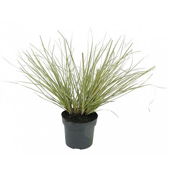 Cortaderia selloana C3 Lit.