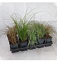 Carex Ø 12 mix