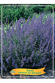 Nepeta faasenii Six Hills Giant Ø11