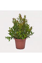 Myrtus communis Ø14