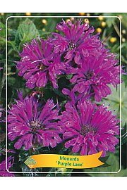 Monarda Purple Lace Ø11