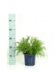 Microbiota decussata Ø15 15-20 cm