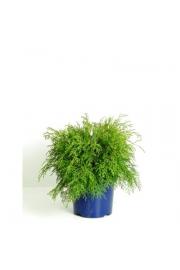 Microbiota decussata C5 Lit. 30-40 cm