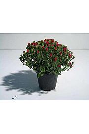 Mesembryanthemum Ø14