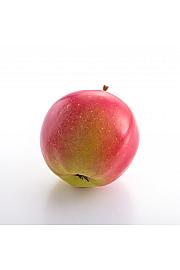 Malus domestica Flamenco C5 Lit. 50-60 cm Stebričasta