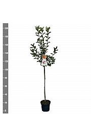 Malus domestica Discovery C7,5 Lit. 175-200 cm Na steblu 100 cm