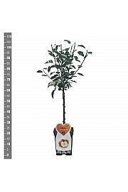 Malus domestica Braeburn C5 Lit. 80-100 cm Patio