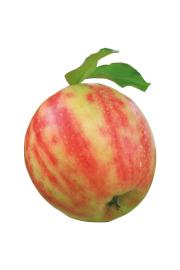 Malus domestica Karneval C7,5 Lit. 125-150 cm